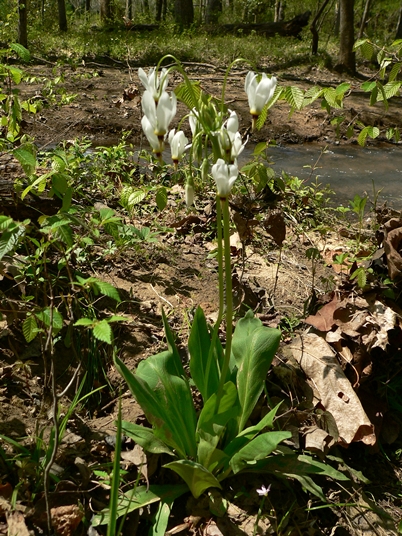 {Dodecatheon meadia}